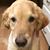 Adam Pirrie's profile image