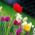 Sue Dodson's profile image