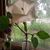 Diedra Scott's profile image