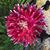 Christa L Davis's profile image