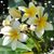 Rosemarie Yandoli-Smith's profile image