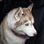 Iris Sinclair's profile image