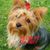 Dawn Szczur's profile image