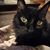 Angelo Nieves's profile image