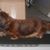 Sara Balzer's profile image