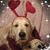 Susan Gibbs's profile image