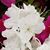 Pattie White's profile image