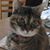Elisabeth Willis's profile image
