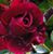 Lois Weber's profile image