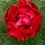 Brandy Marie Krob's profile image