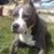 Anthony Fedele's profile image