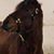 Teri Leschner's profile image