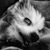 Noreen Gamble's profile image