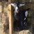 Allyson Lifson Oliveira's profile image