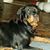 Rose Bargas Knouse's profile image