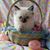 Ragdoll Heaven's profile image