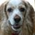Roberta De Fiore's profile image