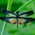 Mary Purvis's profile image