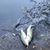 Doug Roeder's profile image