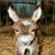 Dalen Robertson's profile image