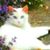 Paula Schnaith's profile image