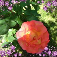Kristi McNulty Holland's profile image