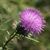 Cheryl Chittum's profile image