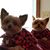 Bunny Trembley's profile image