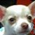 Chico Santiago's profile image