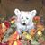 Pamela Boles's profile image