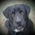 Rick Pifer's profile image