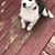 Tay BlackNose Sturgis's profile image