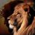 Blake Shaw's profile image