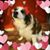Hannah Fenani's profile image