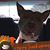 Allison Torrence's profile image