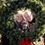 Barbara Cappelluzzo-Mackay's profile image