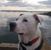 Chev Porter's profile image