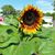 Janelle L Larson's profile image
