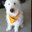 Guf's profile image