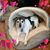 Debbie Stefano's profile image