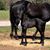 JoAnn Gillispie's profile image