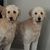 Sheri Greco's profile image