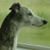 Becky Sumner's profile image