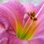 Donna Sense's profile image