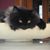 Constance Wressell's profile image