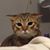 Tasha Murphy's profile image