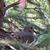 Joyce Chisam Keener's profile image