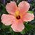 Hiliary Arneson's profile image