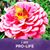 Vickie Henningfeld Eller's profile image
