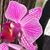 Lillian Gomez's profile image